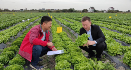 上海浩丰携手市农科院实现生菜品种新突破