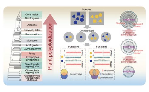 上海交大陈诚课题组联合海南农科院郑道君课题组解析植物自噬功能多样化的演化规律