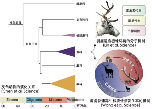 裸眼看红外线 鼻咽癌新疗法 这些生命科学进展千万别错过